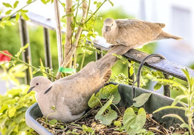Disturbing Birds - Seedlings and Our Feathered Friends