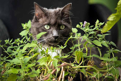 Gardening for our furry friends!