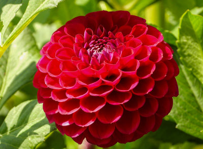 Dahlia - The ‘Ugly Duckling’ that turns into a ‘Swan’!