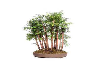 35 great choices to grow Bonsai from seed