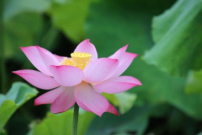 Lotus: The Plant With A Superpower!