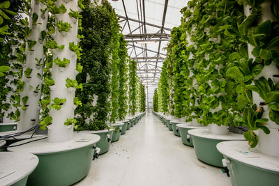 Aeroponics: A Blooming Good Way To Grow Plants Without Soil