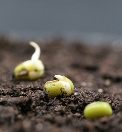 Seed Germination And The Tips To Success.