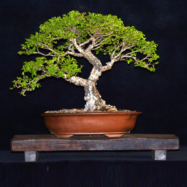 ginkgo bonsai indoor Ginkgo Bonsai Tree – Lovehopegrow main image 0
