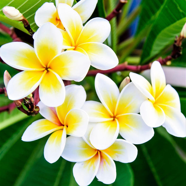 プルメリア徳用 Plumeria Seeds | Seeds For Africa