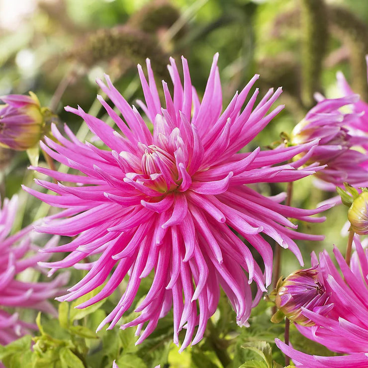 Dahlia Cactus - Pink - 2 bulbs (not seed) | Seeds For Africa