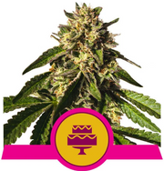 Royal Queen Seeds - Wedding Gelato - Cannabis Breeders Pack - Feminized Cannabis Seeds