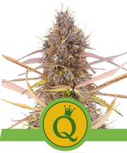 Royal Queen Seeds - Purple Queen Auto - Cannabis Breeders Pack - Autoflowering Cannabis Seeds
