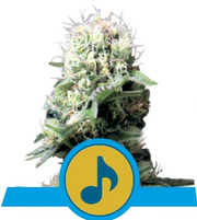 Royal Queen Seeds - Dance World - Cannabis Breeders Pack - CBD Cannabis Seeds