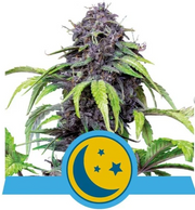 Royal Queen Seeds -Purplematic CBD - Cannabis Breeders Pack - CBD Cannabis Seeds
