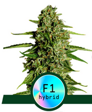Royal Queen Seeds - Medusa F1 - Cannabis Breeders Pack - F1 Hybrid Cannabis Seeds | Seeds For Africa