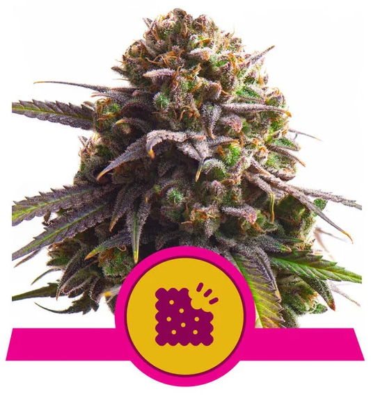 Royal Queen Seeds - Biscotti - Cannabis Breeders Pack - Feminized Cannabis Seeds