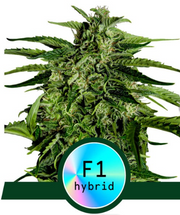 Royal Queen Seeds - Apollo F1 - Cannabis Breeders Pack - F1 Hybrid Cannabis Seeds | Seeds For Africa