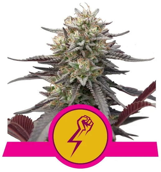 Royal Queen Seeds - Green Crack Punch - Cannabis Breeders Pack - Feminized Cannabis Seeds