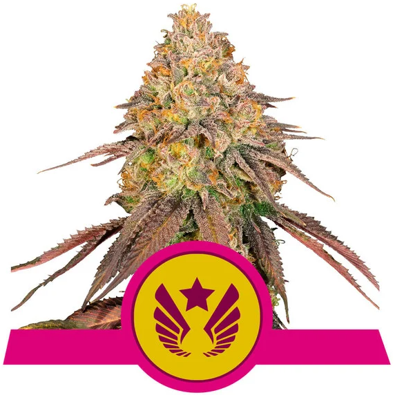 Royal Queen Seeds - Legendary OG Punch - Cannabis Breeders Pack - Feminized Cannabis Seeds