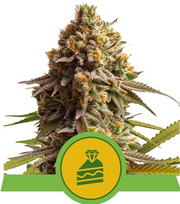 Royal Queen Seeds - Wedding Cake Auto - Cannabis Breeders Pack - Autoflowering Cannabis Seeds
