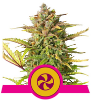 Royal Queen Seeds - Sweet ZZ - Cannabis Breeders Pack - Feminized Cannabis Seeds