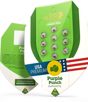 Royal Queen Seeds - Purple Punch Auto - Cannabis Breeders Pack - Autoflowering Cannabis Seeds