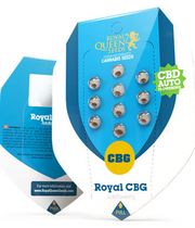 Royal Queen Seeds - Royal CBG Automatic - Cannabis Breeders Pack - CBD Cannabis Seeds