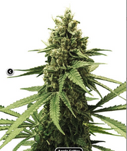 Royal Queen Seeds - Apple Fritter - Cannabis Breeders Pack - Feminized Cannabis Seeds