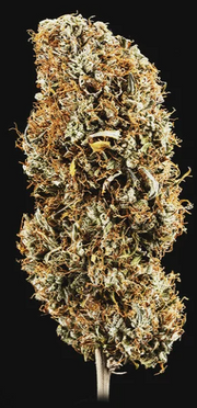 Royal Queen Seeds - Cookies Gelato Auto - Cannabis Breeders Pack - Autoflowering Cannabis Seeds