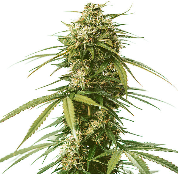 Royal Queen Seeds - Gushers - Cannabis Breeders Pack - Feminized Cannabis Seeds