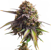 Royal Queen Seeds - Biscotti - Cannabis Breeders Pack - Feminized Cannabis Seeds