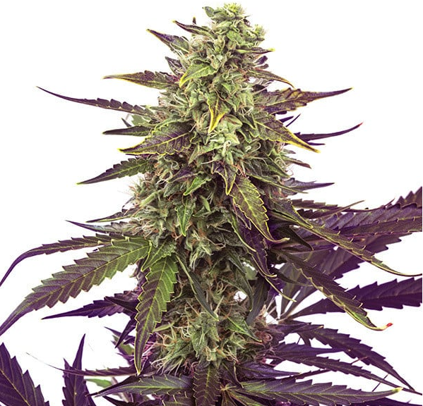 Royal Queen Seeds - Cereal Milk - Cannabis Breeders Pack - Feminized Cannabis Seeds