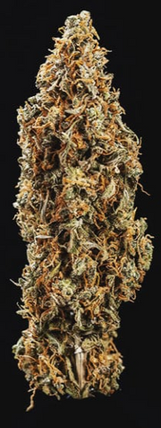 Royal Queen Seeds - Triple G Auto - Cannabis Breeders Pack - Autoflowering Cannabis Seeds
