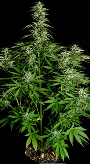 Royal Queen Seeds - Hyperion F1 - Cannabis Breeders Pack - F1 Hybrid Cannabis Seeds | Seeds For Africa