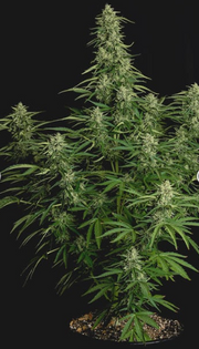 Royal Queen Seeds - Milky Way F1 - Cannabis Breeders Pack - F1 Hybrid Cannabis Seeds | Seeds For Africa