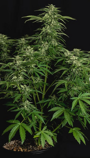Royal Queen Seeds - Apollo F1 - Cannabis Breeders Pack - F1 Hybrid Cannabis Seeds | Seeds For Africa