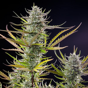 Royal Queen Seeds - Mimosa - Cannabis Breeders Pack - Feminized Cannabis Seeds