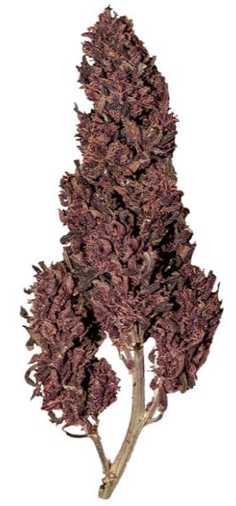Royal Queen Seeds -Purplematic CBD - Cannabis Breeders Pack - CBD Cannabis Seeds