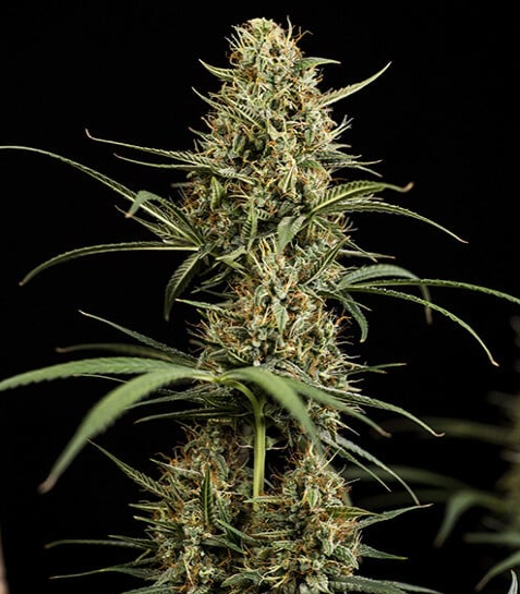 Royal Queen Seeds - HulkBerry Auto - Cannabis Breeders Pack - Autoflowering Cannabis Seeds