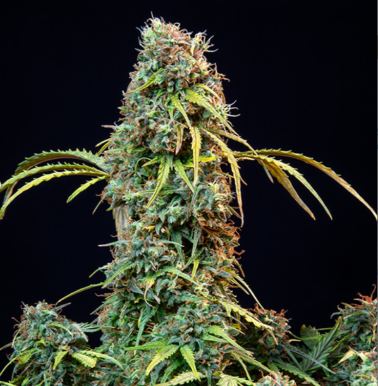 Royal Queen Seeds - Royal CBDV Automatic - Cannabis Breeders Pack - CBD Cannabis Seeds
