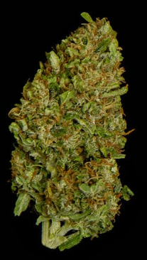 Royal Queen Seeds - Milky Way F1 - Cannabis Breeders Pack - F1 Hybrid Cannabis Seeds | Seeds For Africa