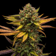 Royal Queen Seeds - Sweet ZZ - Cannabis Breeders Pack - Feminized Cannabis Seeds