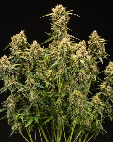 Royal Queen Seeds - Medusa F1 - Cannabis Breeders Pack - F1 Hybrid Cannabis Seeds | Seeds For Africa