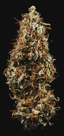 Royal Queen Seeds - HulkBerry Auto - Cannabis Breeders Pack - Autoflowering Cannabis Seeds