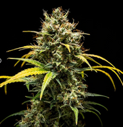 Royal Queen Seeds - Triple G Auto - Cannabis Breeders Pack - Autoflowering Cannabis Seeds