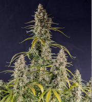 Royal Queen Seeds - Hyperion F1 - Cannabis Breeders Pack - F1 Hybrid Cannabis Seeds | Seeds For Africa