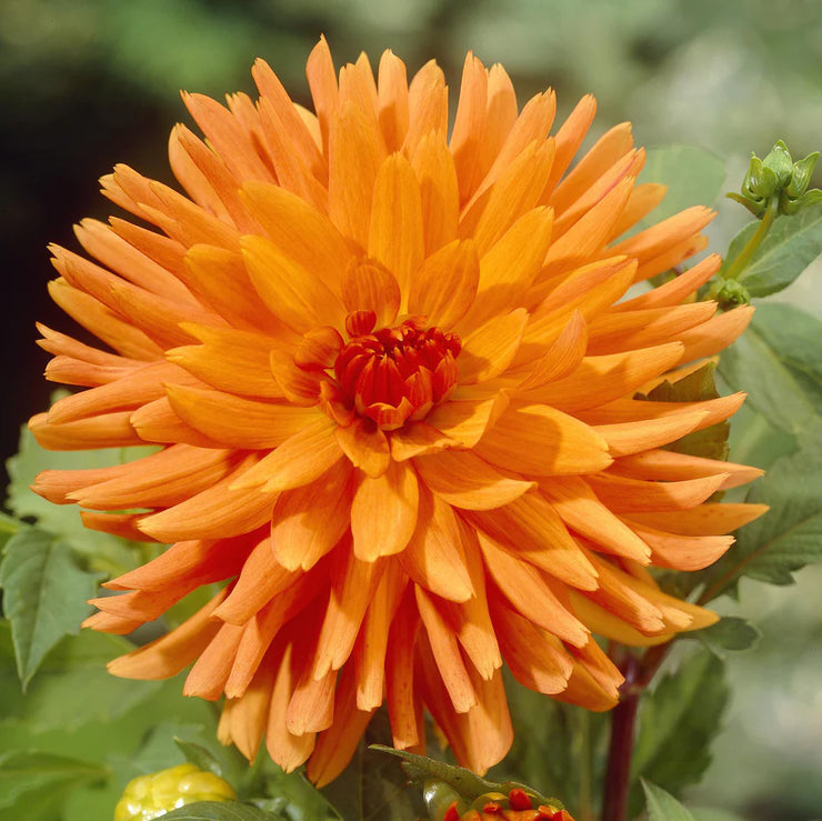 Dahlia Cactus - Mev CL Andries - 1 bulb (not seed) | Seeds For Africa