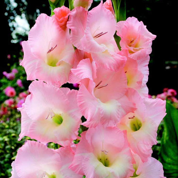 Gladiolus - Gladioli - Rose - Flower Bulbs (Not Seeds)
