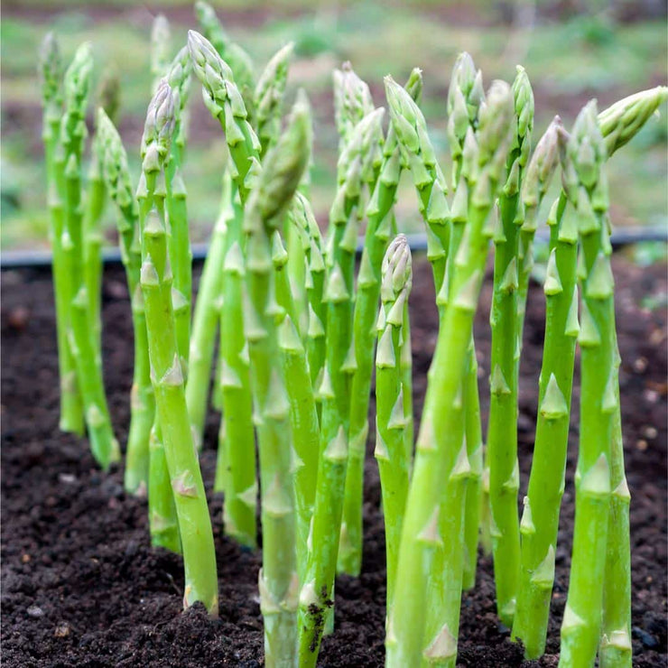 Asparagus Crowns - 7 crowns : UC157 Hybrid