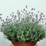 spanish eyes lavender plant Lavender Multifida Spanish Eye