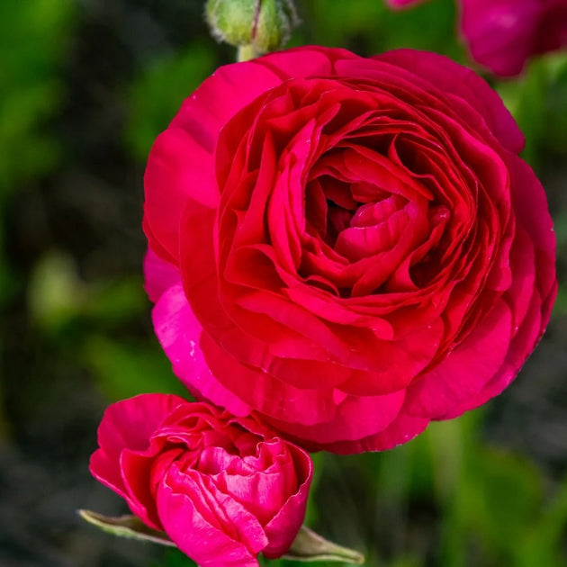 Ranunculus – Magenta – 25 bulbs p/pack (Bulbs - not seeds)