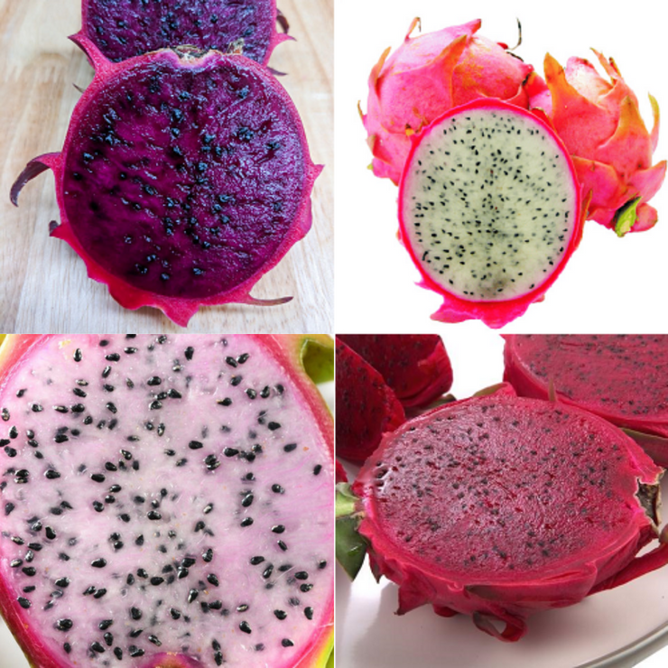 Dragon Fruit Package - White Flesh - Red Skin, Red Flesh, Purple Skin & White Flesh Pitaya - 40 Succulent Fruit Seeds - RARE