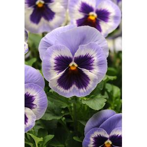 Pansy Prima Punch Blue Wing -  10 seeds