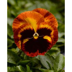 Pansy Prima Punch Solar Flare - 10 seeds